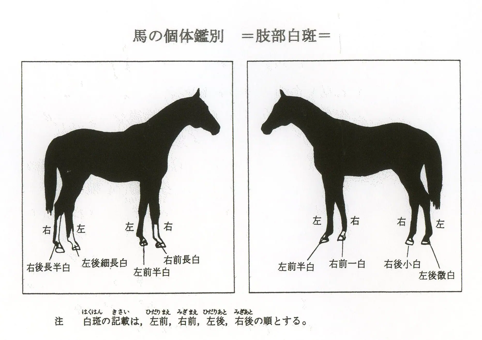 馬学講座 含む馬予防医学 に関するの用語集 馬の学校 アニベジ