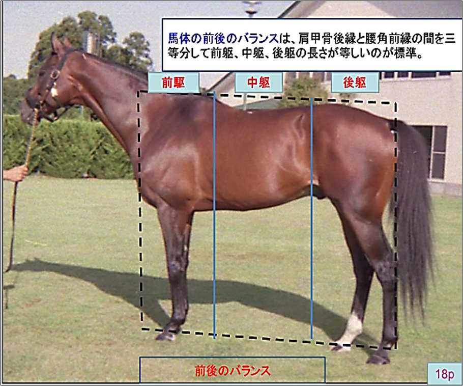 馬学講座 含む馬予防医学 に関するの用語集 馬の学校 アニベジ
