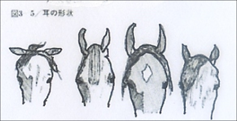 馬学講座 含む馬予防医学 に関するの用語集 馬の学校 アニベジ