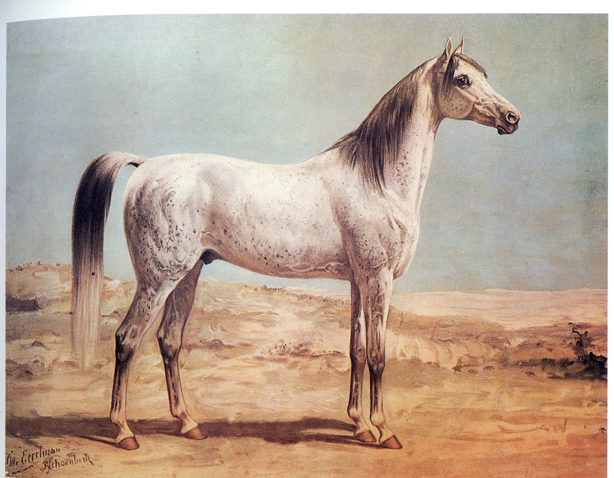 馬学講座 含む馬予防医学 に関するの用語集 馬の学校 アニベジ 馬学講座 含む馬予防医学 に関するの用語集 馬の学校 アニベジ