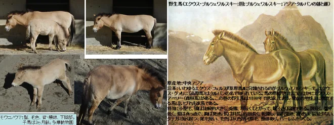 馬学講座 馬の学校 アニベジ