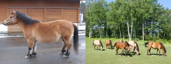 馬学講座 馬の学校 アニベジ