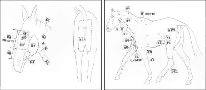 馬学講座 馬の学校 アニベジ