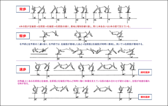 各種歩様の模式図